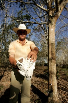 itabela, bahia / brazil - july 9, 2009: rubber plantation for latex extraction and rubber production in the city of Itabela, in southern Bahia.