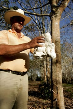 itabela, bahia / brazil - july 9, 2009: rubber plantation for latex extraction and rubber production in the city of Itabela, in southern Bahia.