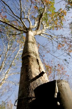 itabela, bahia / brazil - july 9, 2009: rubber plantation for latex extraction and rubber production in the city of Itabela, in southern Bahia.