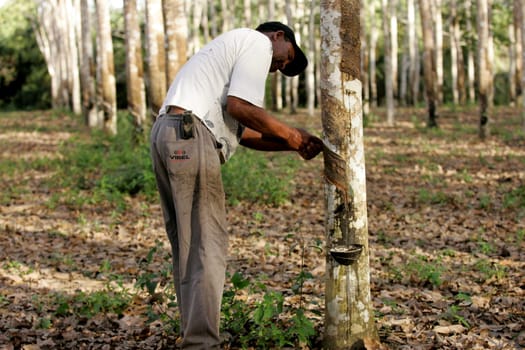itabela, bahia / brazil - july 9, 2009: rubber plantation for latex extraction and rubber production in the city of Itabela, in southern Bahia.