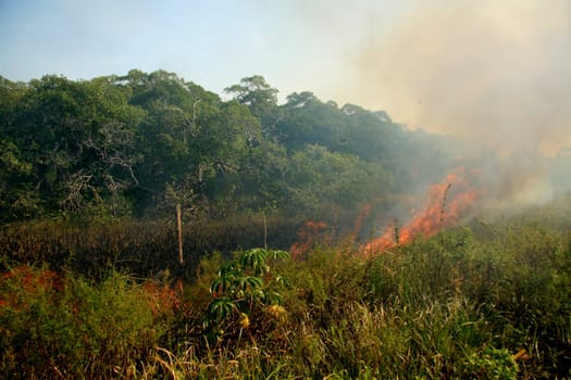 santa cruz cabralia - november 10, 2008: Fire destroys vegetation in environmental protection area is seen in Santo Andre district.
