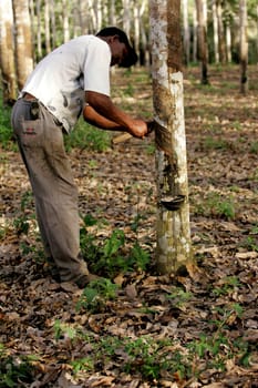 itabela, bahia / brazil - july 9, 2009: rubber plantation for latex extraction and rubber production in the city of Itabela, in southern Bahia.