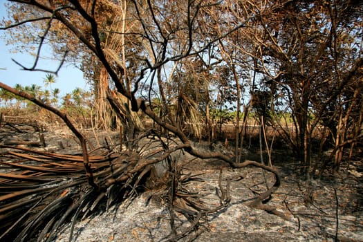 santa cruz cabralia - november 10, 2008: Fire destroys vegetation in environmental protection area is seen in Santo Andre district.