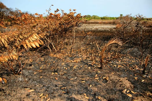 santa cruz cabralia - november 10, 2008: Fire destroys vegetation in environmental protection area is seen in Santo Andre district.