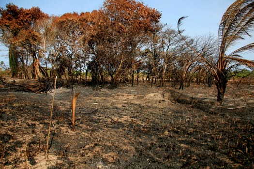 santa cruz cabralia - november 10, 2008: Fire destroys vegetation in environmental protection area is seen in Santo Andre district.