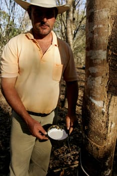 itabela, bahia / brazil - july 9, 2009: rubber plantation for latex extraction and rubber production in the city of Itabela, in southern Bahia.