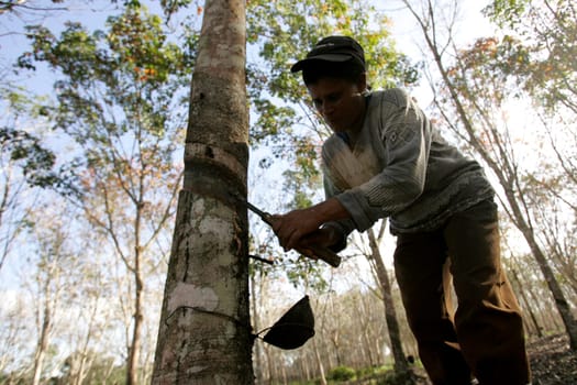 itabela, bahia / brazil - july 9, 2009: rubber plantation for latex extraction and rubber production in the city of Itabela, in southern Bahia.