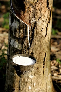 itabela, bahia / brazil - july 9, 2009: rubber plantation for latex extraction and rubber production in the city of Itabela, in southern Bahia.