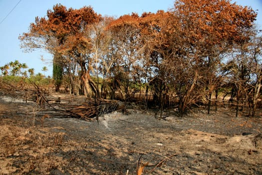santa cruz cabralia - november 10, 2008: Fire destroys vegetation in environmental protection area is seen in Santo Andre district.
