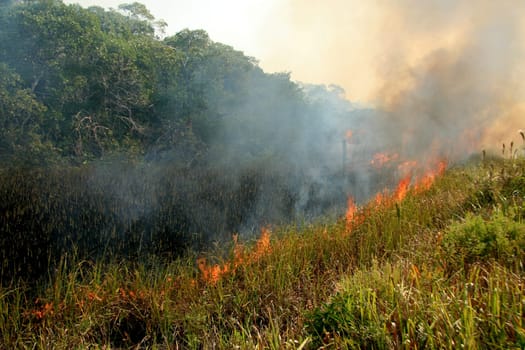 santa cruz cabralia - november 10, 2008: Fire destroys vegetation in environmental protection area is seen in Santo Andre district.