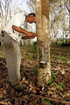 itabela, bahia / brazil - july 9, 2009: rubber plantation for latex extraction and rubber production in the city of Itabela, in southern Bahia.
