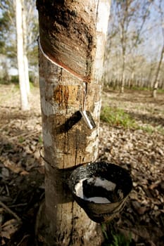 itabela, bahia / brazil - july 9, 2009: rubber plantation for latex extraction and rubber production in the city of Itabela, in southern Bahia.