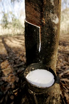 itabela, bahia / brazil - july 9, 2009: rubber plantation for latex extraction and rubber production in the city of Itabela, in southern Bahia.