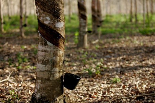 itabela, bahia / brazil - july 9, 2009: rubber plantation for latex extraction and rubber production in the city of Itabela, in southern Bahia.
