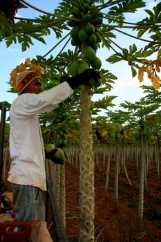 mucuri, bahia / brazil - october 30, 2008: papaya harvest in plantation in the city of Mucuri, in southern Bahia.