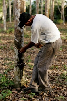 itabela, bahia / brazil - july 9, 2009: rubber plantation for latex extraction and rubber production in the city of Itabela, in southern Bahia.