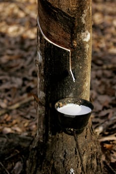 itabela, bahia / brazil - july 9, 2009: rubber plantation for latex extraction and rubber production in the city of Itabela, in southern Bahia.