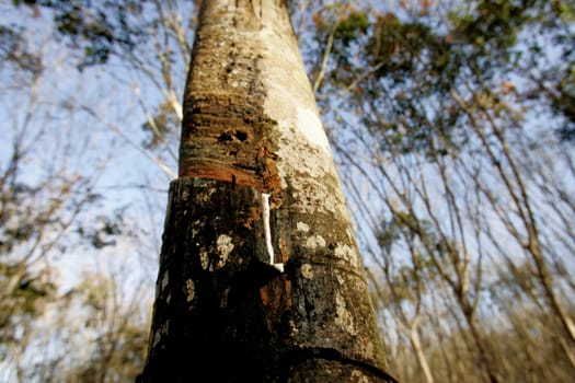 itabela, bahia / brazil - july 9, 2009: rubber plantation for latex extraction and rubber production in the city of Itabela, in southern Bahia.