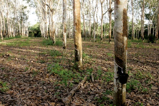 itabela, bahia / brazil - july 9, 2009: rubber plantation for latex extraction and rubber production in the city of Itabela, in southern Bahia.
