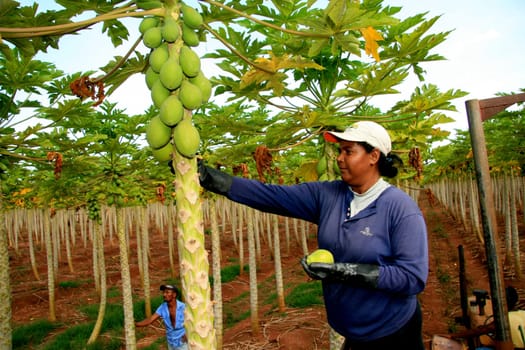 mucuri, bahia / brazil - october 30, 2008: papaya harvest in plantation in the city of Mucuri, in southern Bahia.