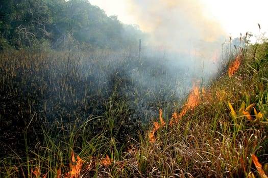 santa cruz cabralia - november 10, 2008: Fire destroys vegetation in environmental protection area is seen in Santo Andre district.