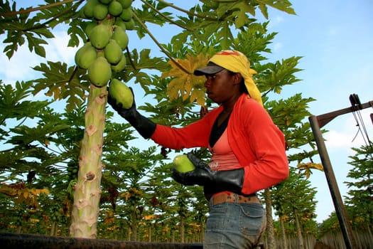 mucuri, bahia / brazil - october 30, 2008: papaya harvest in plantation in the city of Mucuri, in southern Bahia.