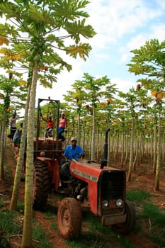mucuri, bahia / brazil - october 30, 2008: papaya harvest in plantation in the city of Mucuri, in southern Bahia.