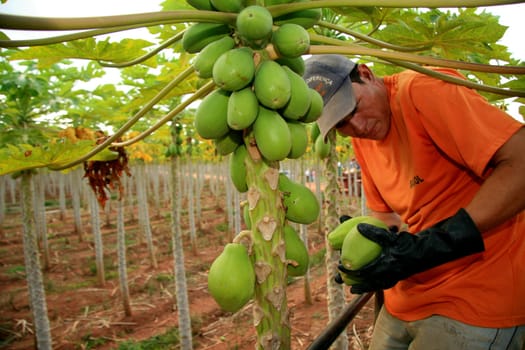 mucuri, bahia / brazil - october 30, 2008: papaya harvest in plantation in the city of Mucuri, in southern Bahia.