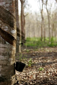 itabela, bahia / brazil - july 9, 2009: rubber plantation for latex extraction and rubber production in the city of Itabela, in southern Bahia.