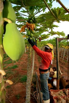 mucuri, bahia / brazil - october 30, 2008: papaya harvest in plantation in the city of Mucuri, in southern Bahia.