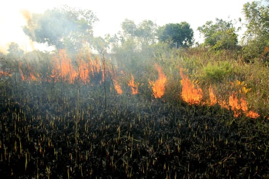 santa cruz cabralia - november 10, 2008: Fire destroys vegetation in environmental protection area is seen in Santo Andre district.