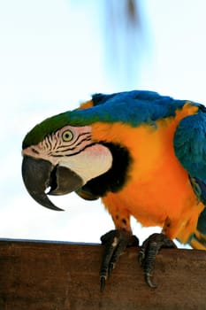 porto seguro, bahia / brazil - december 30, 2009: Bird Macaw is seen in the area of an inn in the city of Porto Seguro.