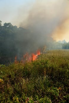santa cruz cabralia - november 10, 2008: Fire destroys vegetation in environmental protection area is seen in Santo Andre district.