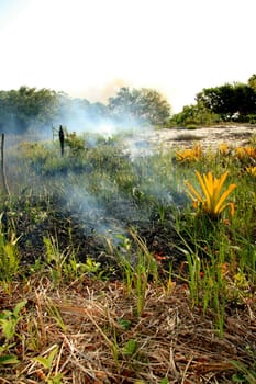 santa cruz cabralia - november 10, 2008: Fire destroys vegetation in environmental protection area is seen in Santo Andre district.
