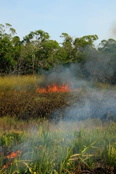 santa cruz cabralia - november 10, 2008: Fire destroys vegetation in environmental protection area is seen in Santo Andre district.