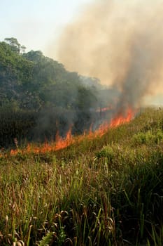 santa cruz cabralia - november 10, 2008: Fire destroys vegetation in environmental protection area is seen in Santo Andre district.