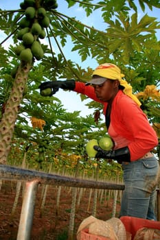 mucuri, bahia / brazil - october 30, 2008: papaya harvest in plantation in the city of Mucuri, in southern Bahia.