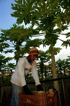 mucuri, bahia / brazil - october 30, 2008: papaya harvest in plantation in the city of Mucuri, in southern Bahia.