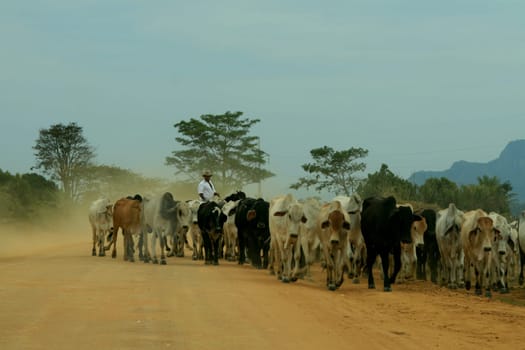 itamaraju, bahia / brazil - september 23, 2008: cowboys transport cattle on a dirt road in a rural area in the municipality of Itamaraju, in southern Bahia.