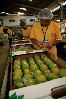 mucuri, bahia / brazil - march 11, 2009: collection and processing of papaya for export in the city of Mucuri.......