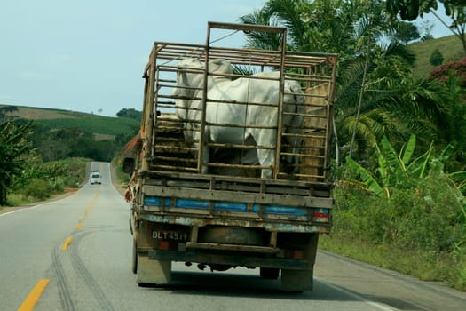 itamaraju, bahia / brazil - september 23, 2008: The bull is transported in a truck body on the BR 101 highway in the city of Itamaraju.