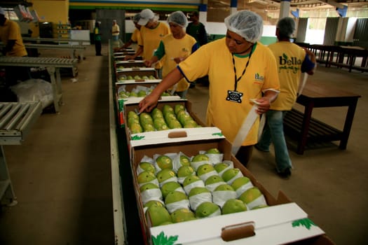 mucuri, bahia / brazil - march 11, 2009: collection and processing of papaya for export in the city of Mucuri.......
