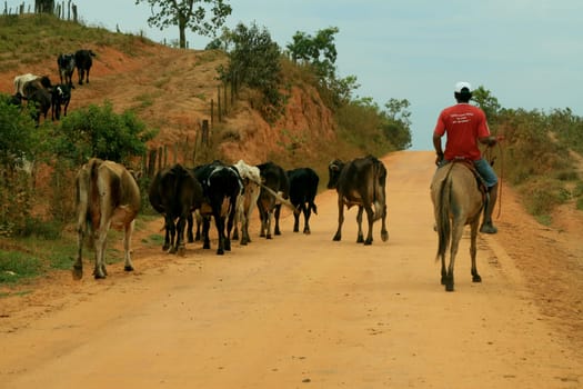 itamaraju, bahia / brazil - september 23, 2008: cowboys transport cattle on a dirt road in a rural area in the municipality of Itamaraju, in southern Bahia.