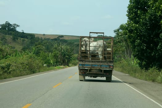 itamaraju, bahia / brazil - september 23, 2008: The bull is transported in a truck body on the BR 101 highway in the city of Itamaraju.