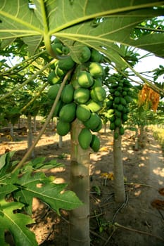 mucuri, bahia / brazil - october 30, 2008: papaya plantation in the city of Mucuri, in southern Bahia.