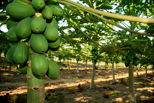 mucuri, bahia / brazil - october 30, 2008: papaya plantation in the city of Mucuri, in southern Bahia.