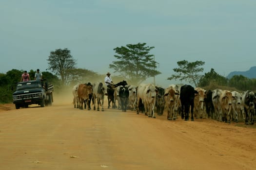 itamaraju, bahia / brazil - september 23, 2008: cowboys transport cattle on a dirt road in a rural area in the municipality of Itamaraju, in southern Bahia.