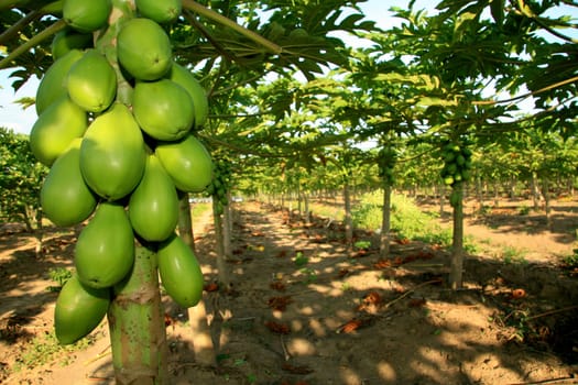 mucuri, bahia / brazil - october 30, 2008: papaya plantation in the city of Mucuri, in southern Bahia.