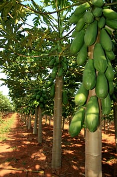 mucuri, bahia / brazil - october 30, 2008: papaya plantation in the city of Mucuri, in southern Bahia.