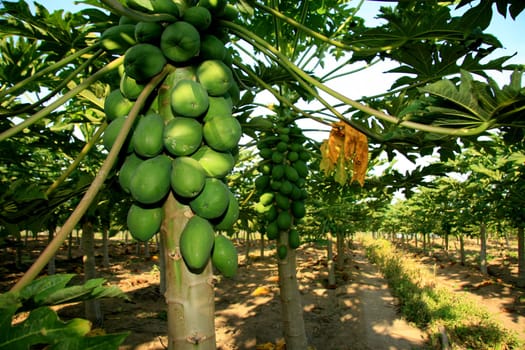 mucuri, bahia / brazil - october 30, 2008: papaya plantation in the city of Mucuri, in southern Bahia.